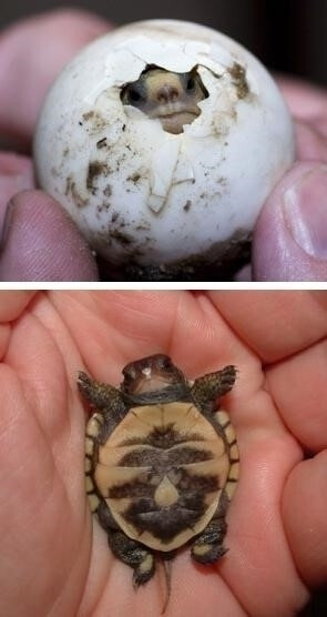 乌龟蛋裂图片图片