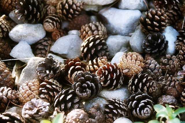 pinecones, grassington   flickr – 相