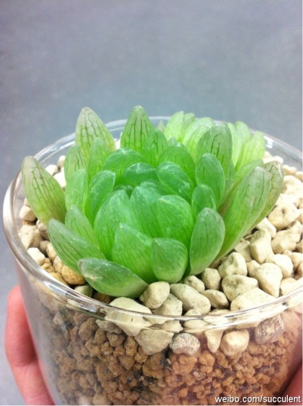 haworthia cymbiformis var  transiens 蝉翼玉露2