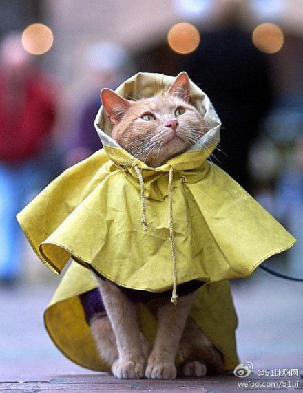 宠物穿的雨衣:http://t.cn/s57ao5 下雨天,也可以出去溜达了.