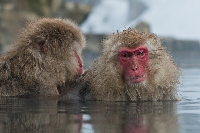泡温泉的猴子from sf brit via flickr
