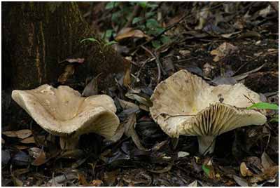 没有菌托,菌环和鳞片但有毒的亚稀褶黑菇( russula subnigricans