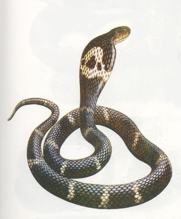 蝰蛇科资料图片