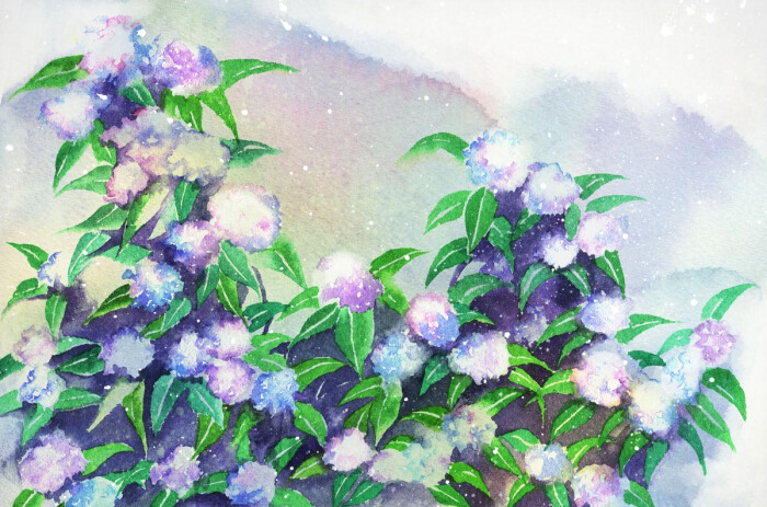 紫阳花 