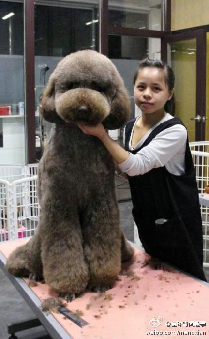 巨型贵宾犬