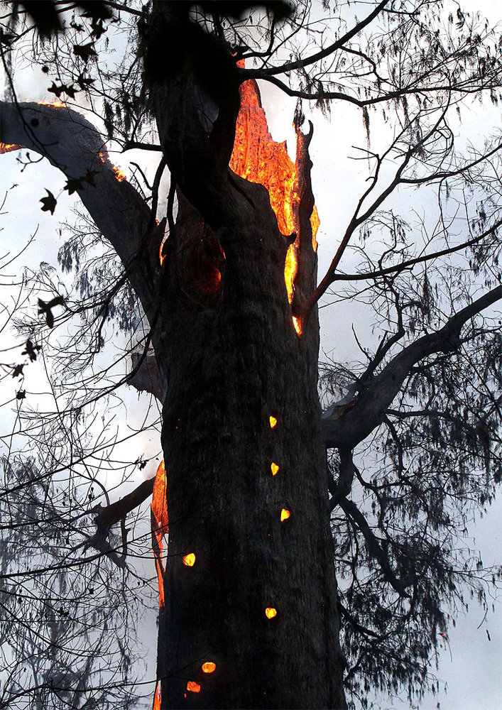 烧着的树怎么画图片