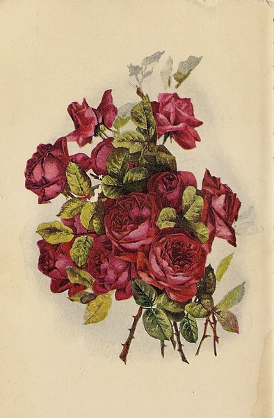 the rose,the rose 手嶌葵 the rose