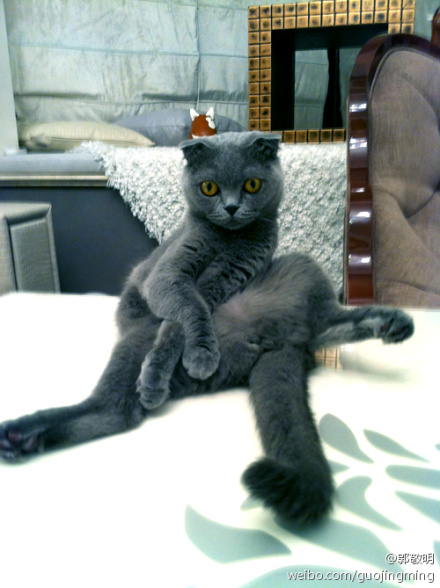 看什么看,没见过郭小四家的猫摆贵妇pose啊