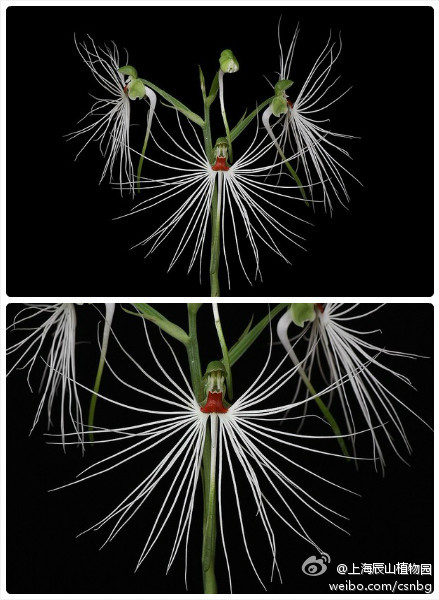 habenaria medusa 美杜莎玉凤花,兰科玉凤花属,飘逸的如同天堂鸟