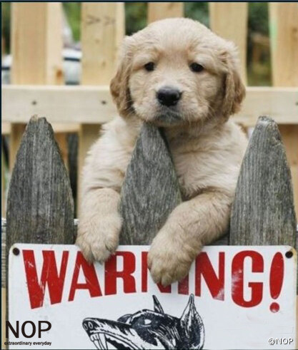 warning!内有恶犬!