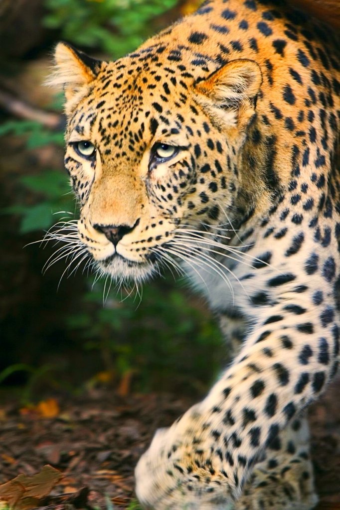 leopard 美洲豹 (leopardess 雌豹)