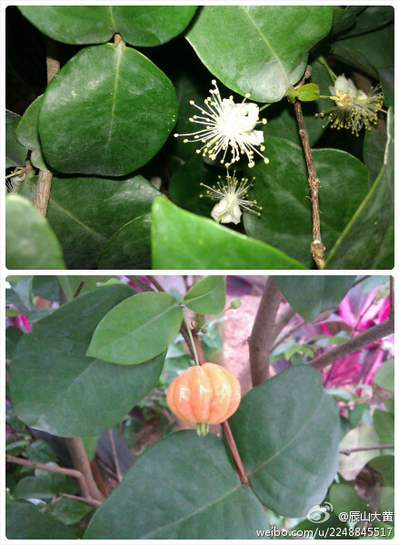 番樱桃(eugenia uniflora,红果仔),桃金娘科番樱桃属