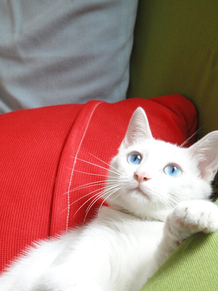 红色瞳孔的猫图片图片