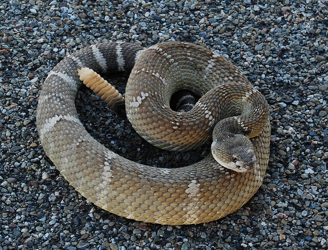 rattlesnake响尾蛇