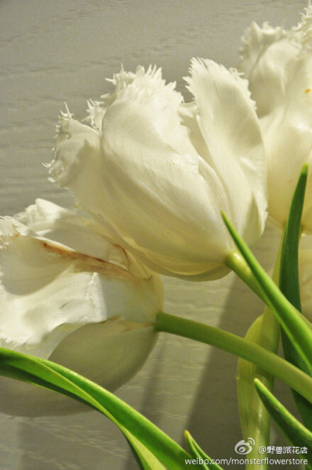郁金香叶子带白边图片
