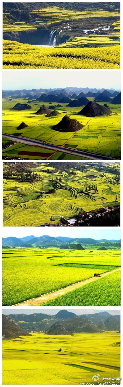 云南罗平油菜花花海