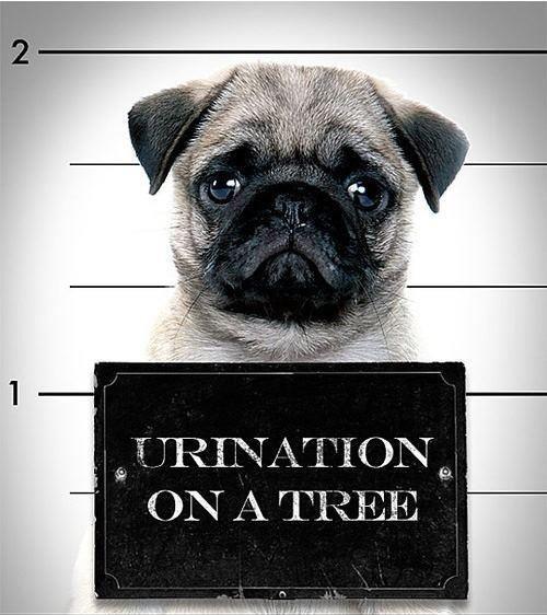 urination on a tree