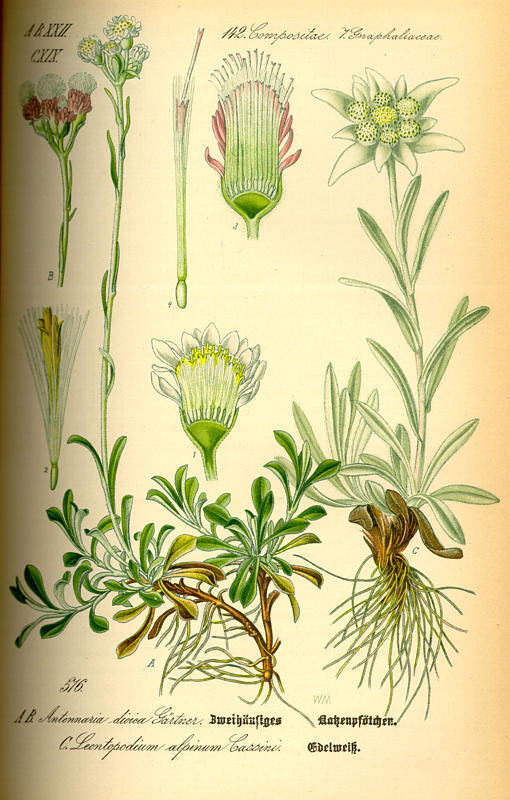 学校和家庭使用的彩绘植物图志,1885年首次印刷,包含700幅彩色手绘图