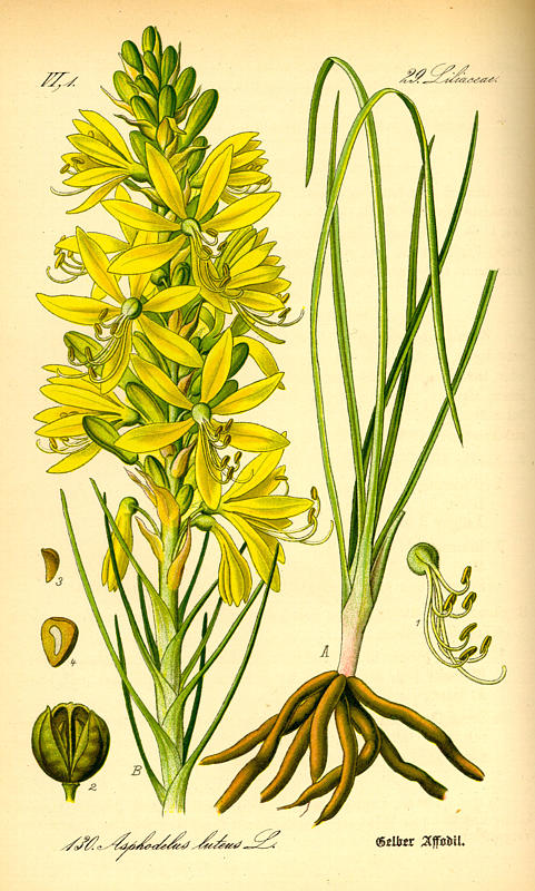 这是一本适于学校和家庭使用的彩绘植物图志,1885年首次印刷,包含700