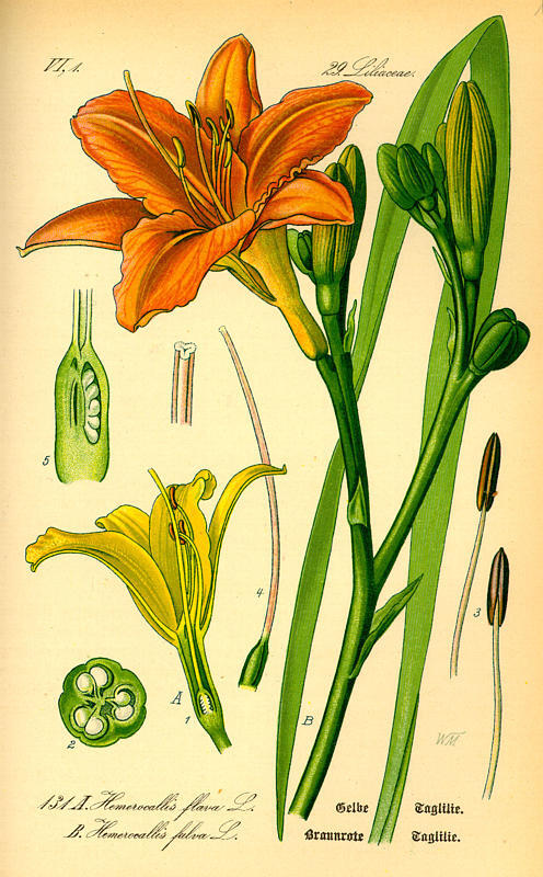 这是一本适于学校和家庭使用的彩绘植物图志,1885年首次印刷,包含700