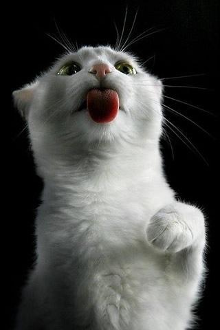 喵星人舔你的屏幕咯~~ xdd