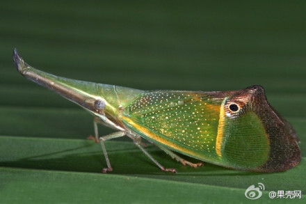 一种蜡蝉,学名odontoptera carrenoi,英文俗名翻译过来叫做假眼灯笼