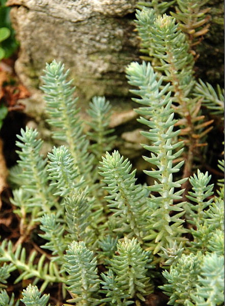 中国原生多肉植物