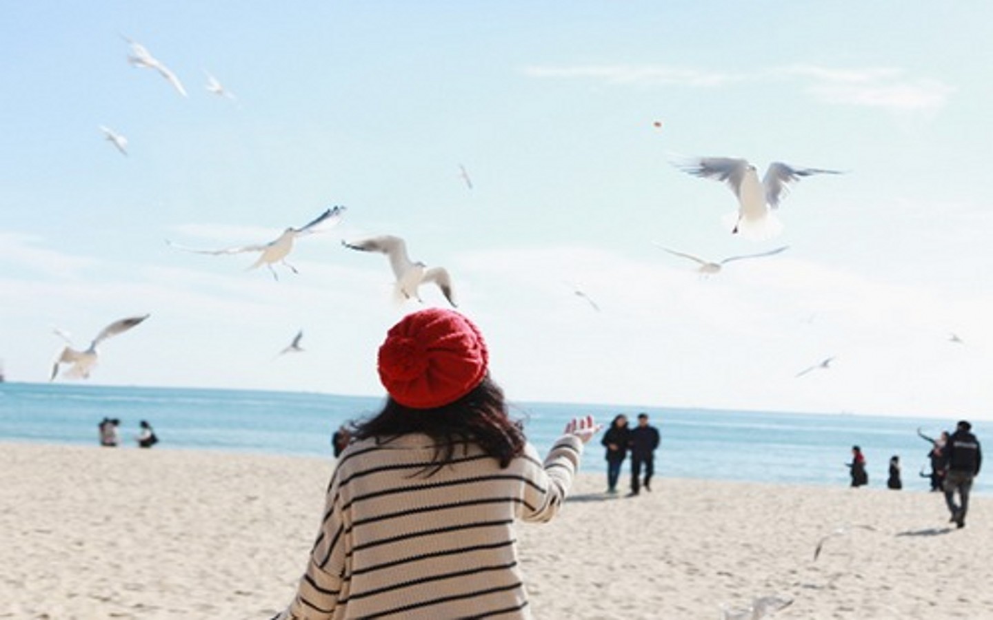 全屏大图 海鸥飞飞飞