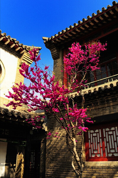 一树红花