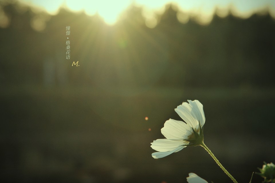 格桑花语 :憧憬.-堆糖,美好生活研究所