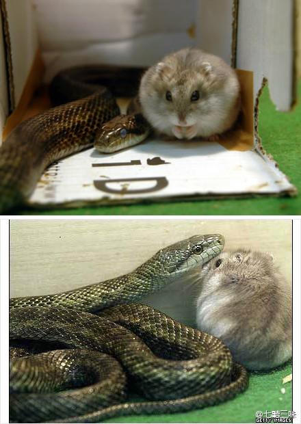 东京动物园有一只蛇跟黄金鼠生活在一起,老鼠原本是要给蛇吃的没想到