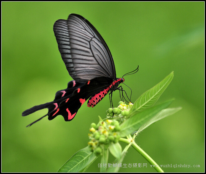 麝凤蝶 byasa alcinous (klug)