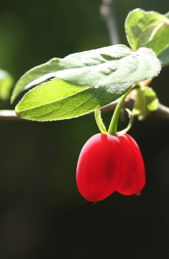 苦糖果(lonicera fragrantissima subsp standishii),忍冬科忍冬属