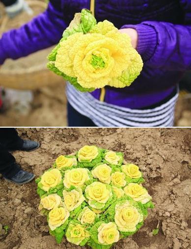 长得像白菜的花卉图片