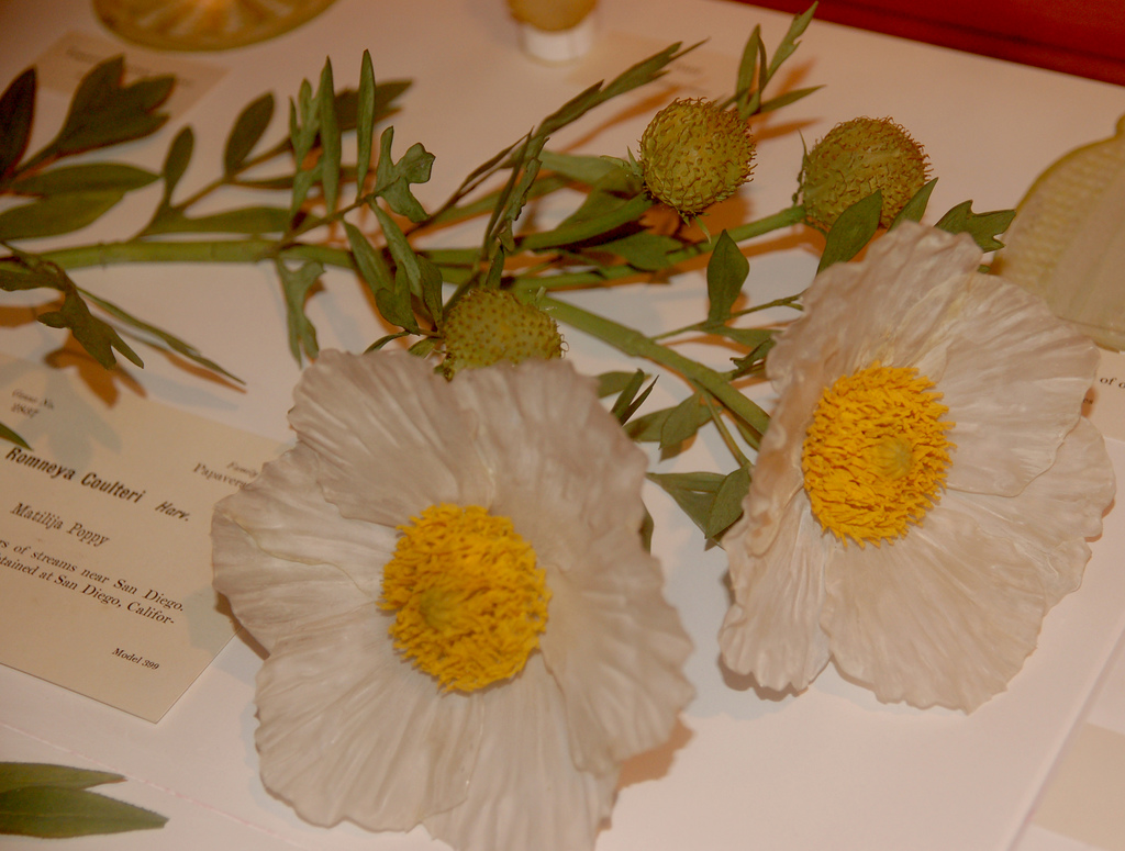 哈佛自然历史博物馆的玻璃花 不要怀疑这些花朵是真的,它们全部由玻璃