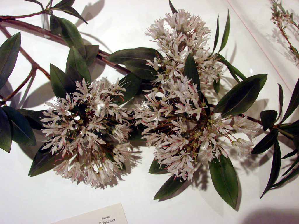 哈佛自然历史博物馆的玻璃花 不要怀疑这些花朵是真的,它们全部由玻璃