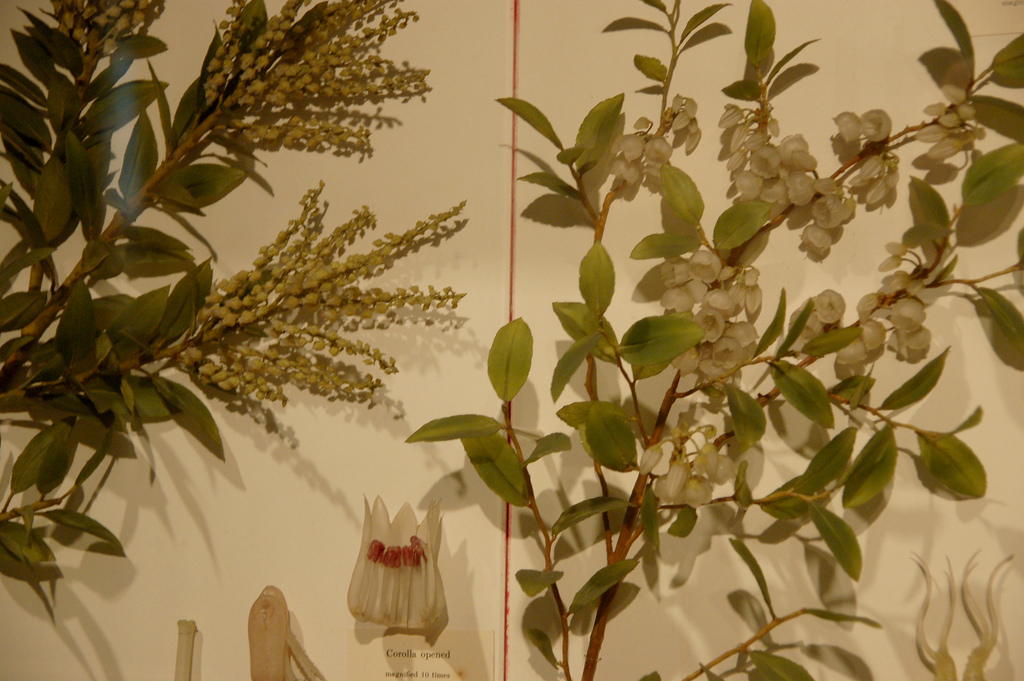 哈佛自然历史博物馆的玻璃花 不要怀疑这些花朵是真的,它们全部由玻璃