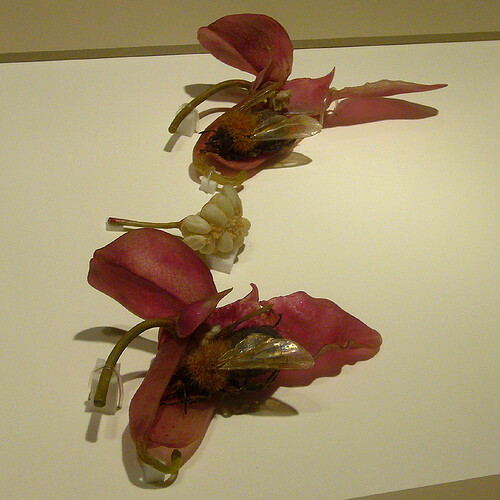 哈佛自然历史博物馆的玻璃花 不要怀疑这些花朵是真的,它们全部由玻璃