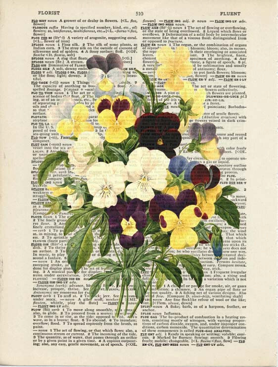 redoute pansy 三色堇