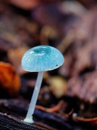 mycena interrupta(炫蓝蘑菇),俗称"精灵的梧桐"(pixies parasol),是