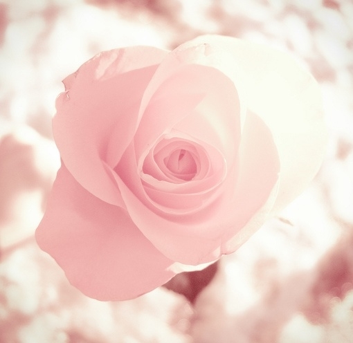rose——以爱慕和荣耀之名开到荼蘼.