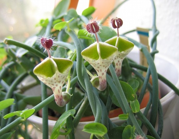 萝藦科吊灯花属 ceropegia haygarthii var. distincta