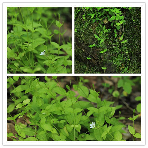 蔓假繁缕,石竹科.