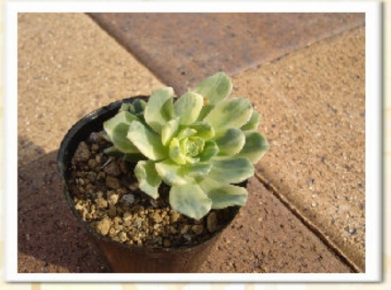 多肉植物图库(转)_花吧_百度贴吧