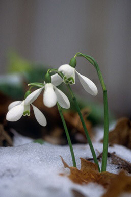 Galanthus nivalis 雪花莲,英文名字Snowdr…-堆