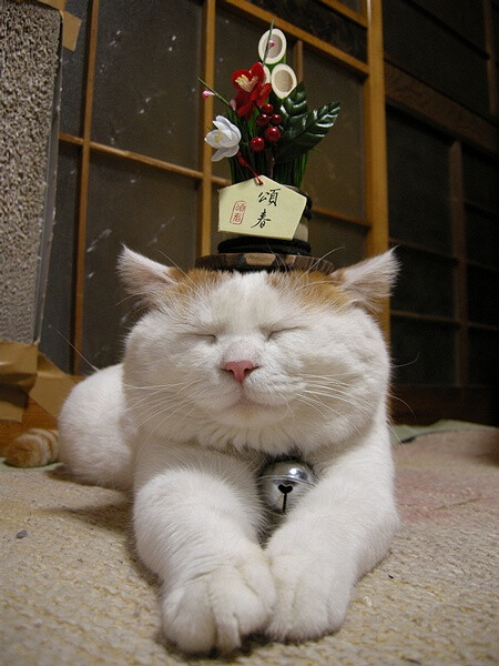 日本明星猫"猫叔"平安 网友自