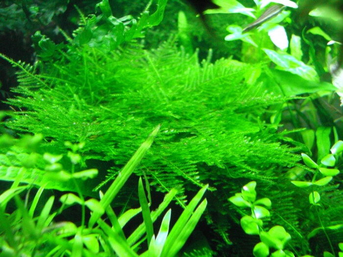 水草:三角莫斯