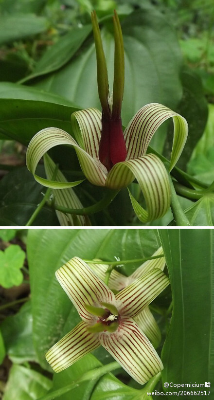 大百部(stemona tuberosa).