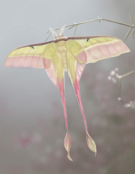 中国最大的蛾子图片