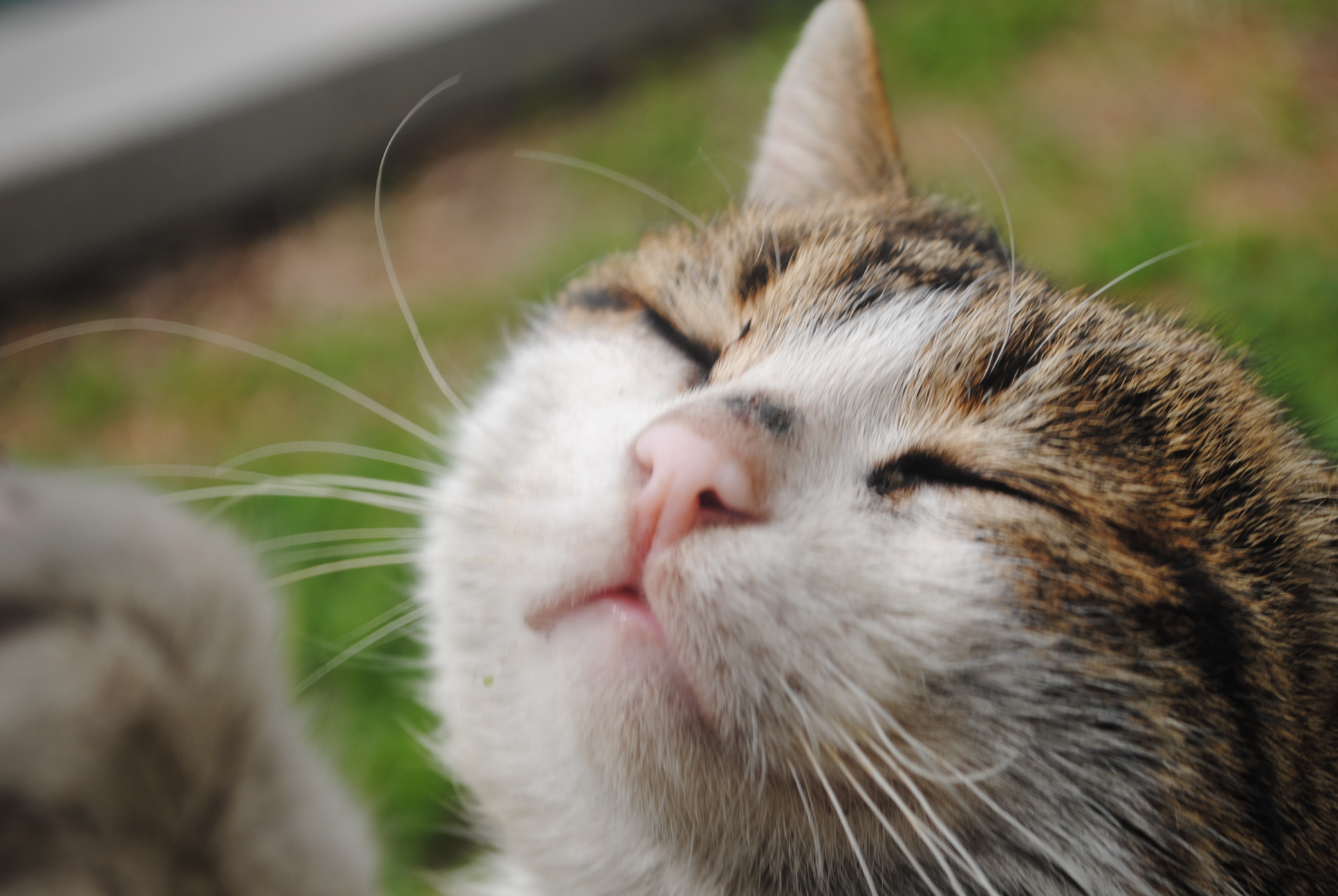 楼下的猫咪懒洋洋